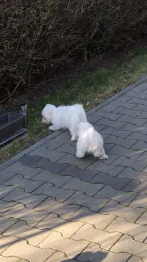 Eladók Bichon Havanese kiskutyák - kép 10