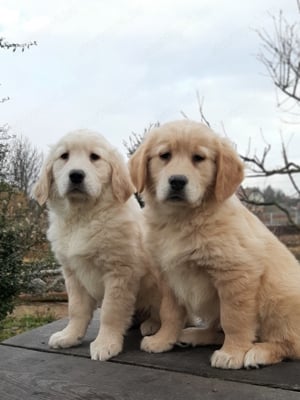 eladó golden retriever kölykök  - kép 2