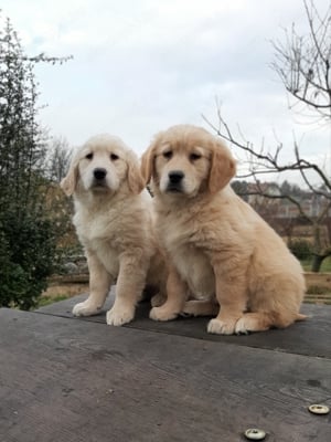 eladó golden retriever kölykök  - kép 3