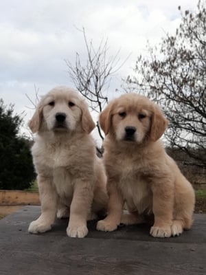 eladó golden retriever kölykök  - kép 4