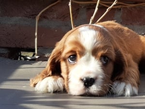 Cavalier king charles spániel eladó kiskutyák  - kép 1