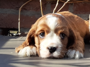 Cavalier king charles spániel eladó kiskutyák  - kép 4