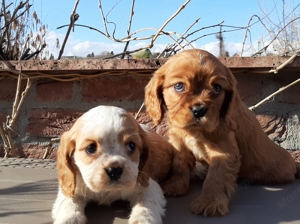 Cavalier king charles spániel eladó kiskutyák  - kép 3