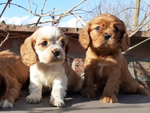 Cavalier king charles spániel eladó kiskutyák  - kép 5