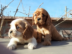 Cavalier king charles spániel eladó kiskutyák  - kép 2