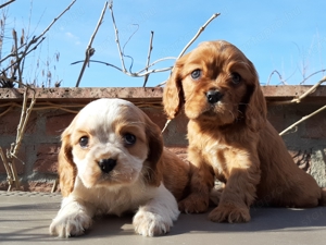 Cavalier king charles spániel eladó kiskutyák  - kép 7