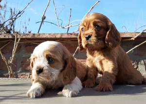 Cavalier king charles spániel eladó kiskutyák  - kép 6