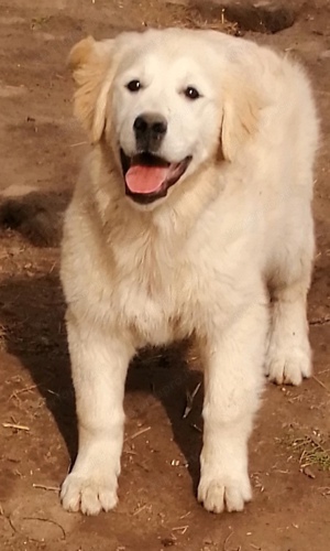 Golden retriever 4 hónapos  - kép 2