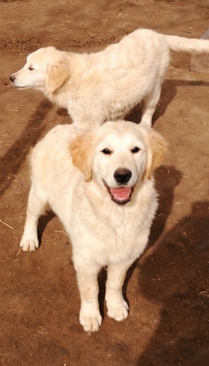 Golden retriever 4 hónapos  - kép 9