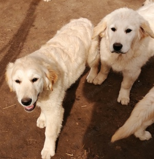 Golden retriever 4 hónapos  - kép 8