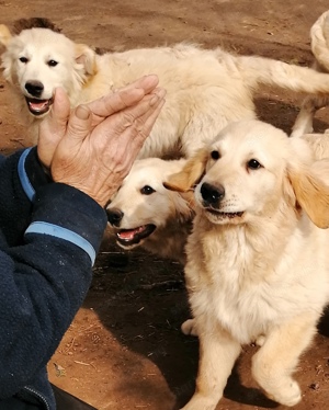 Golden retriever 4 hónapos  - kép 13