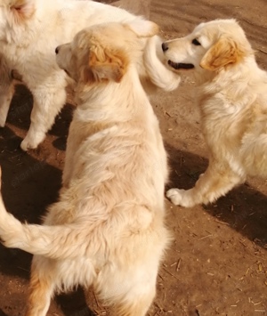 Golden retriever 4 hónapos  - kép 14