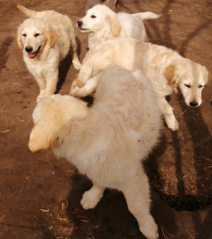 Golden retriever 4 hónapos  - kép 15