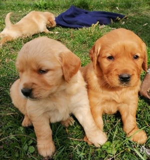 Golden retriever előjegyezhető - kép 2