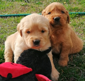 Golden retriever előjegyezhető - kép 4