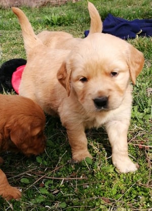 Golden retriever előjegyezhető - kép 3