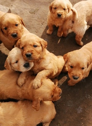 Golden retriever előjegyezhető - kép 10