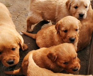 Golden retriever előjegyezhető - kép 9