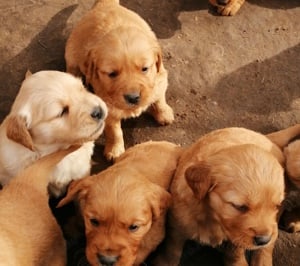 Golden retriever előjegyezhető - kép 7