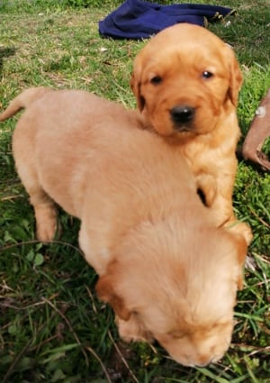 Golden retriever előjegyezhető - kép 8