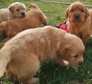 Golden retriever előjegyezhető - kép 6