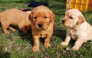 Golden retriever előjegyezhető - kép 11