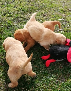 Golden retriever előjegyezhető - kép 13