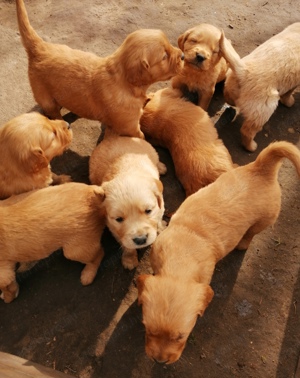 Golden retriever előjegyezhető - kép 12