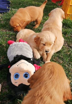 Golden retriever előjegyezhető - kép 15