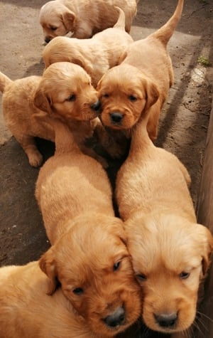 Golden retriever előjegyezhető - kép 16