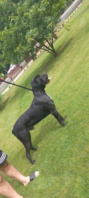 Cane corso kiskutyák eladók 