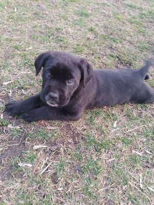 Cane corso kiskutyák eladók  - kép 6