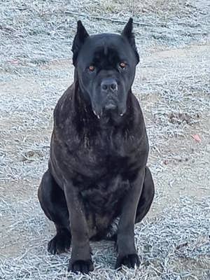 Cane corso kiskutyák eladók  - kép 2