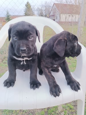 Cane corso kiskutyák eladók  - kép 3