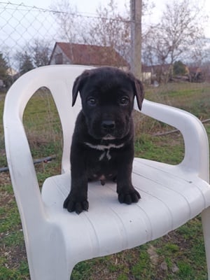 Cane corso kiskutyák eladók  - kép 7