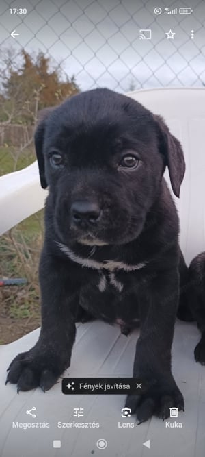 Cane corso kiskutyák eladók  - kép 4