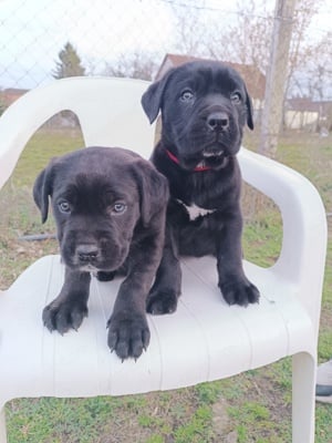 Cane corso kiskutyák eladók  - kép 5