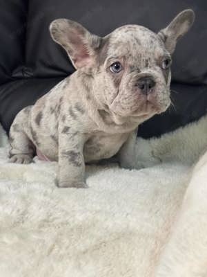 Gyönyörű minőségi lila merle francia bulldog kan kiskutya! - kép 7