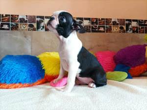 Törzskönyvezett boston terrier kislány eladó - kép 2