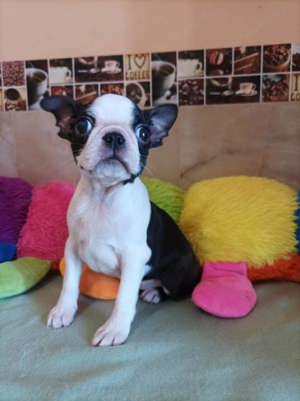 Törzskönyvezett boston terrier kislány eladó - kép 5