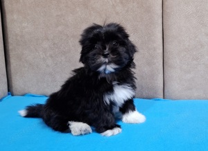 Bichon havanese törzskönyvezhető kiskutyák - kép 3