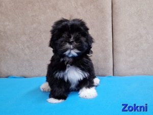 Bichon havanese törzskönyvezhető kiskutyák - kép 4