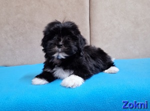 Bichon havanese törzskönyvezhető kiskutyák - kép 2
