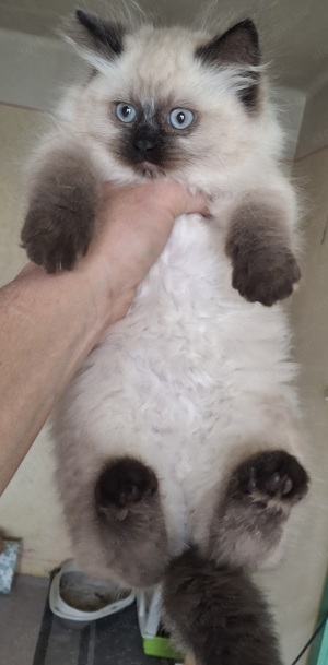 Ragdoll x Brit rövidszörű kiscicák eladók! - kép 2