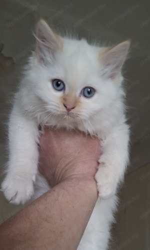 Ragdoll x Brit rövidszörű kiscicák eladók! - kép 7