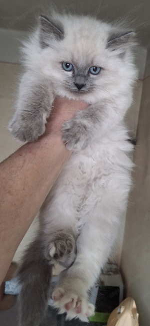 Ragdoll x Brit rövidszörű kiscicák eladók! - kép 3