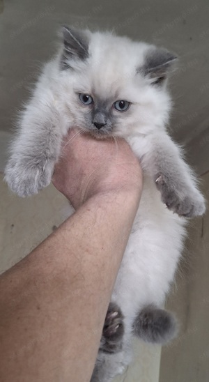 Ragdoll x Brit rövidszörű kiscicák eladók! - kép 4