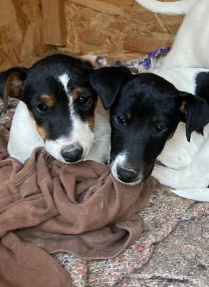 2 aranyos fajtatiszta sima szőrű Foxterrier kölyökkutya eladó