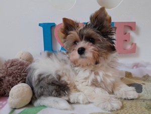 Gyönyörű szép Blueberry merle Yorkshire terrier kisfiú (yorki) - kép 2