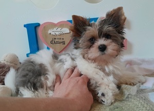 Gyönyörű szép Blueberry merle Yorkshire terrier kisfiú (yorki) - kép 4